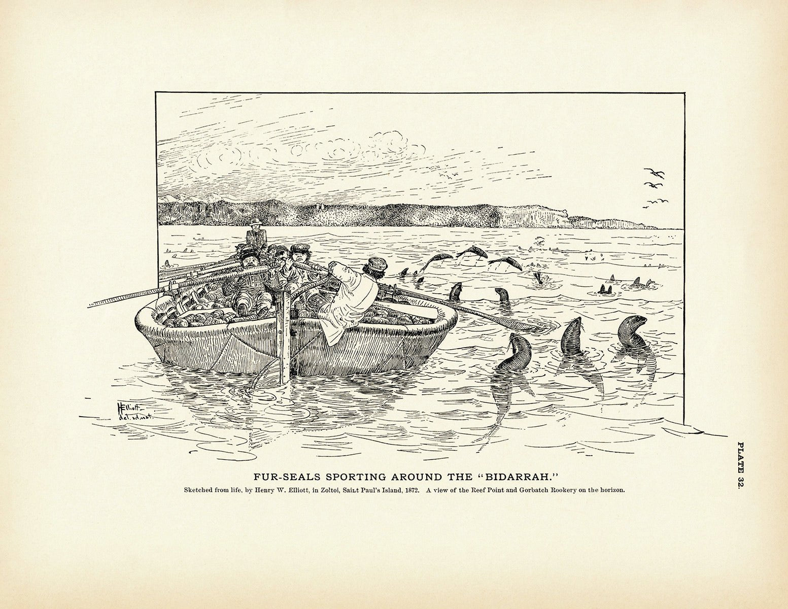 Fur - Seals Sporting Around the "Bidarrah" Art Print - Muir Way - Fisheries
