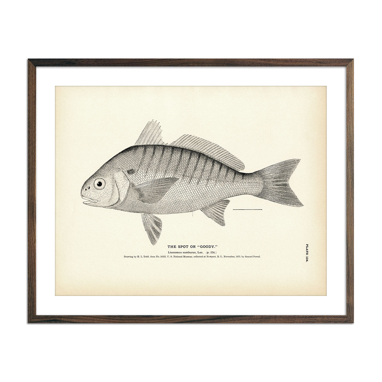 Spot (Goody) Art Print - Muir Way - Fisheries