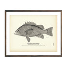 Spotted Black Rockfish Art Print - Muir Way - Fisheries
