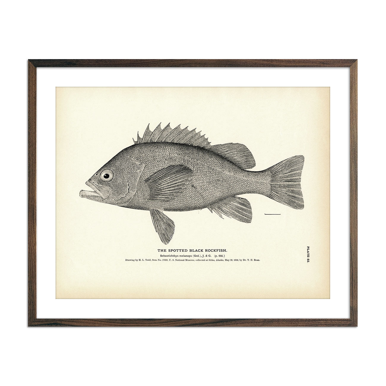 Vintage Spotted Black Rockfish print