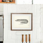 Spotted Moray Art Print - Muir Way - Fisheries