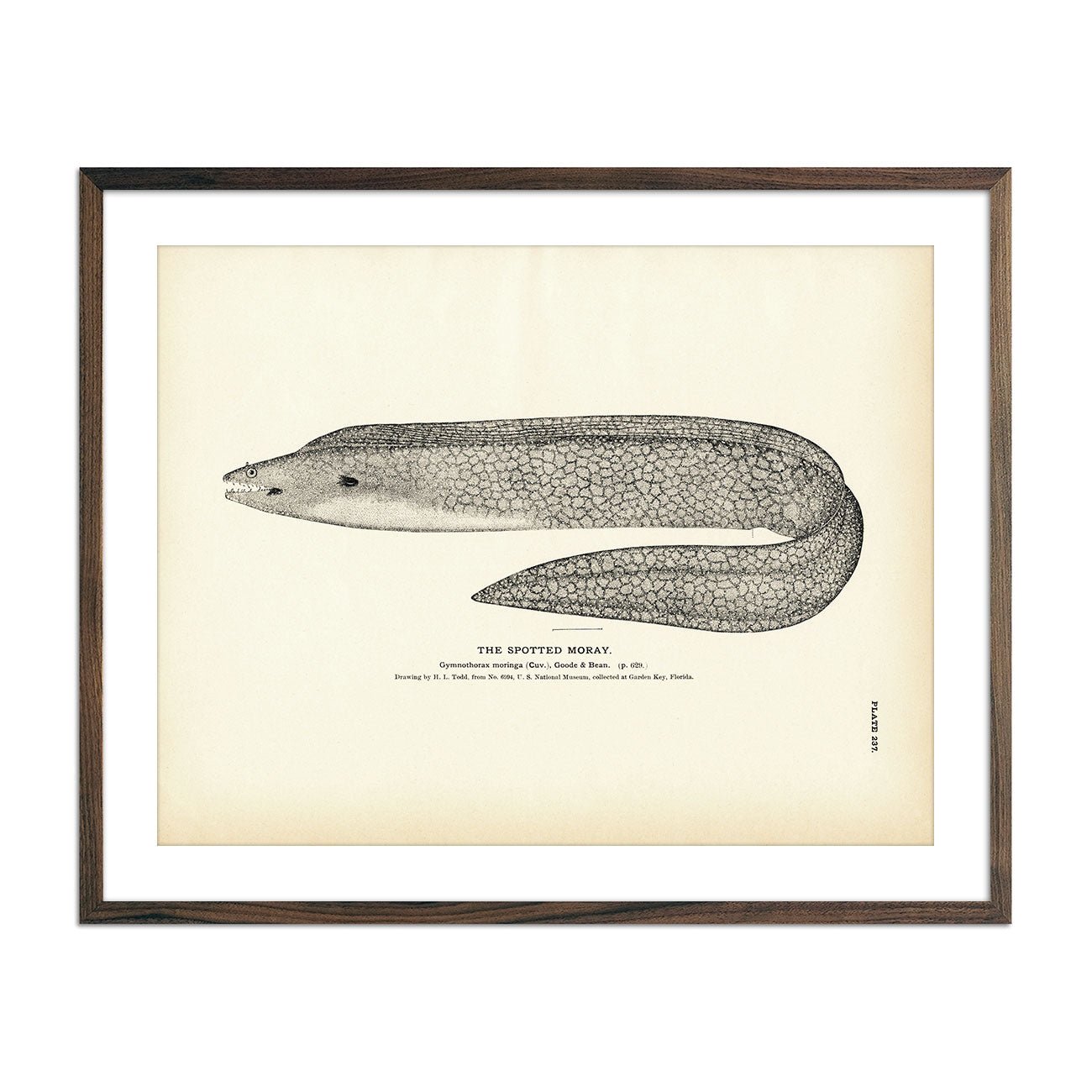 Spotted Moray Art Print - Muir Way - Fisheries