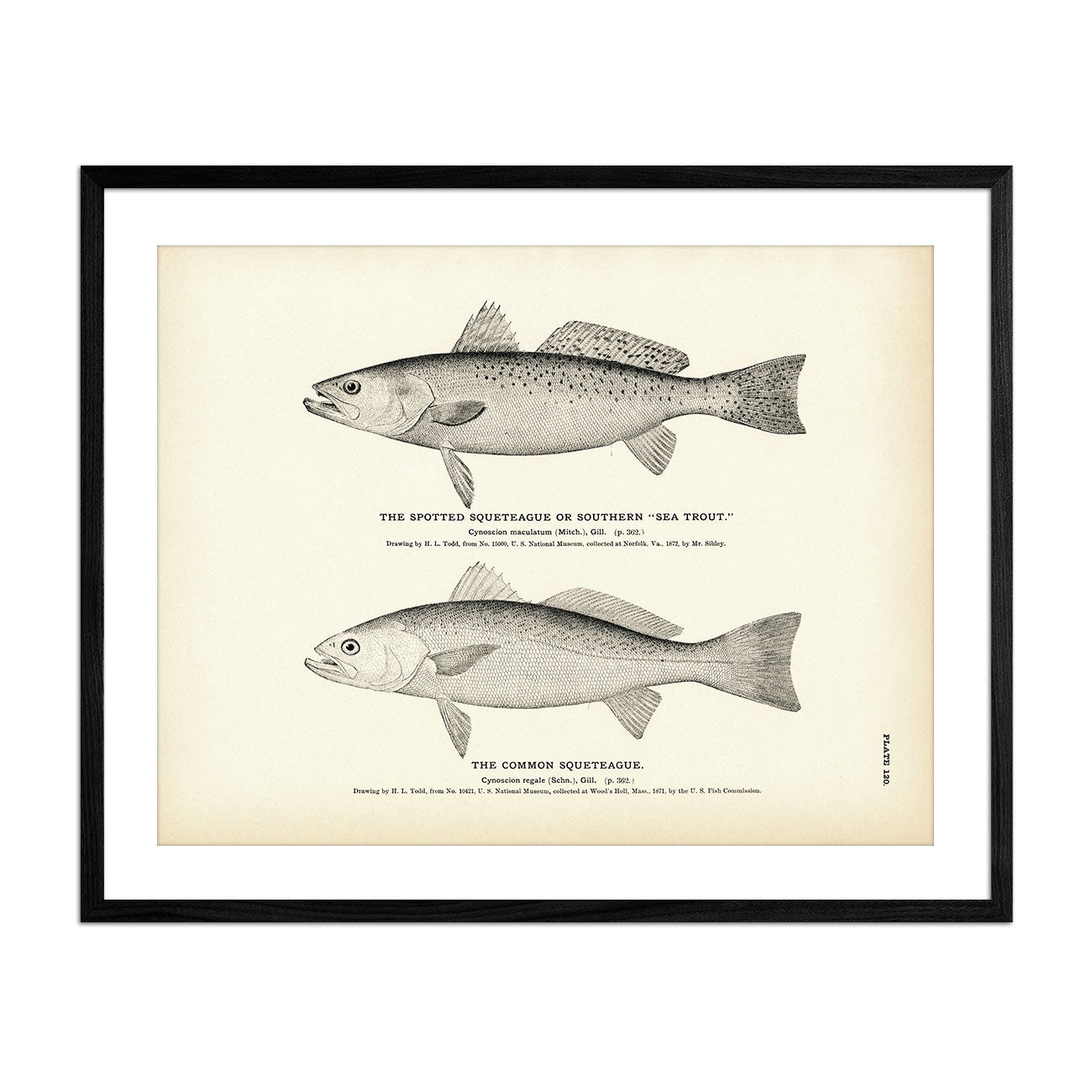 Spotted Squeteague (Southern Sea Trout) and Common Squeteague Art Print - Muir Way - Fisheries