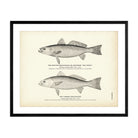 Spotted Squeteague (Southern Sea Trout) and Common Squeteague Art Print - Muir Way - Fisheries