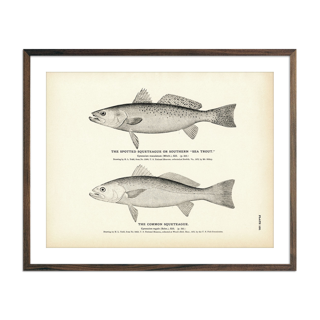 Spotted Squeteague (Southern Sea Trout) and Common Squeteague Art Print - Muir Way - Fisheries