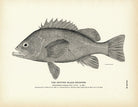 Spotted Black Rockfish Art Print - Muir Way - Fisheries