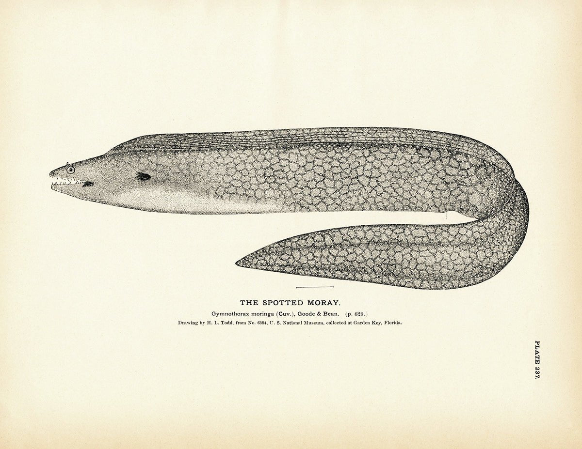 Spotted Moray Art Print - Muir Way - Fisheries