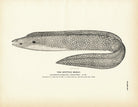 Spotted Moray Art Print - Muir Way - Fisheries