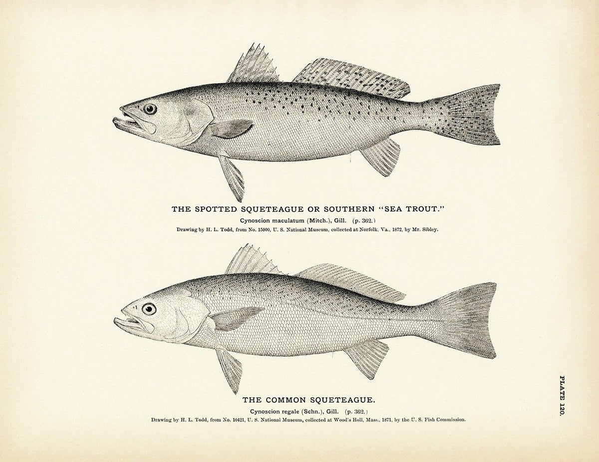 Spotted Squeteague (Southern Sea Trout) and Common Squeteague Art Print - Muir Way - Fisheries