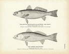 Spotted Squeteague (Southern Sea Trout) and Common Squeteague Art Print - Muir Way - Fisheries
