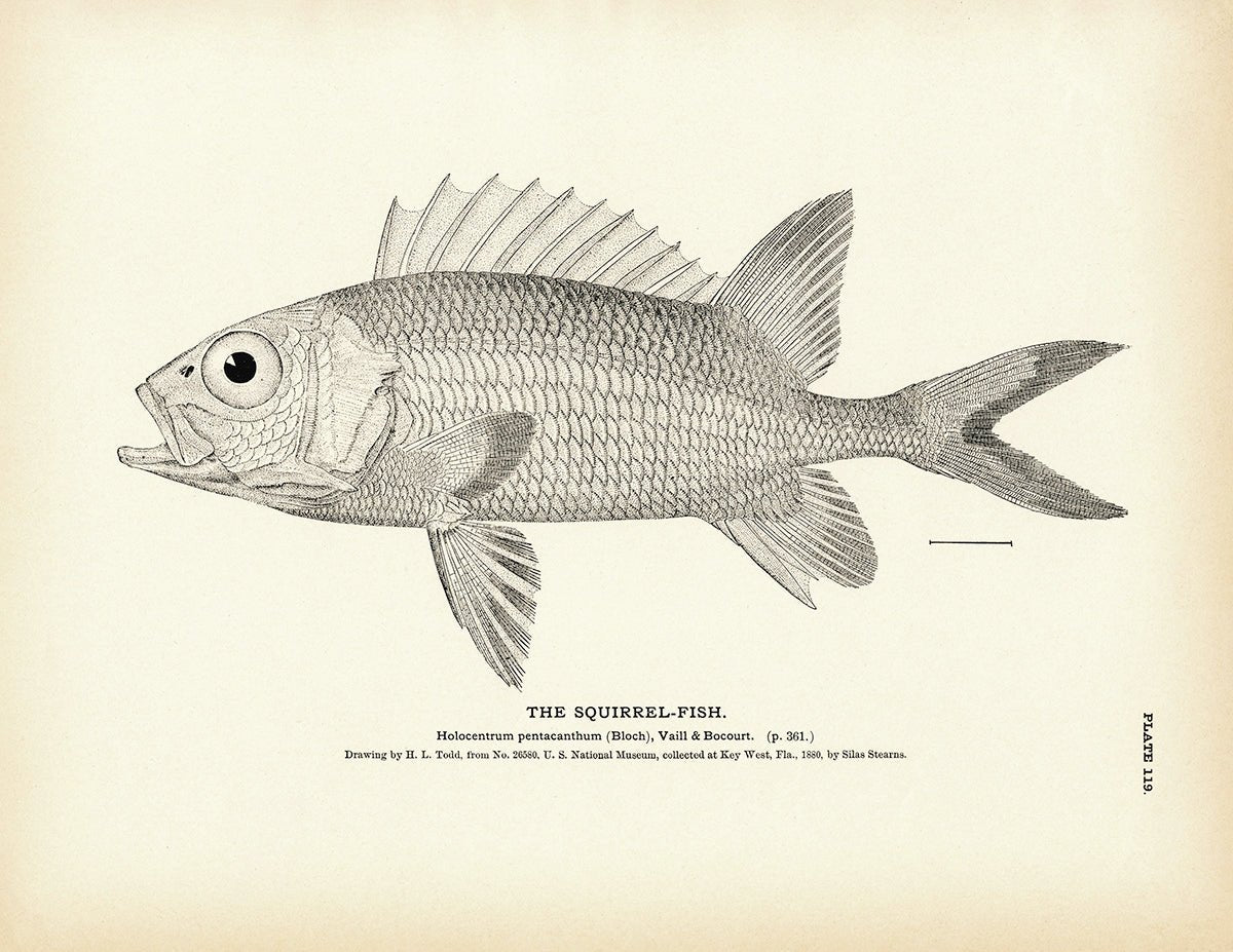 Squirrel - Fish 1 Art Print - Muir Way - Fisheries