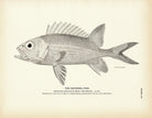 Squirrel - Fish 1 Art Print - Muir Way - Fisheries