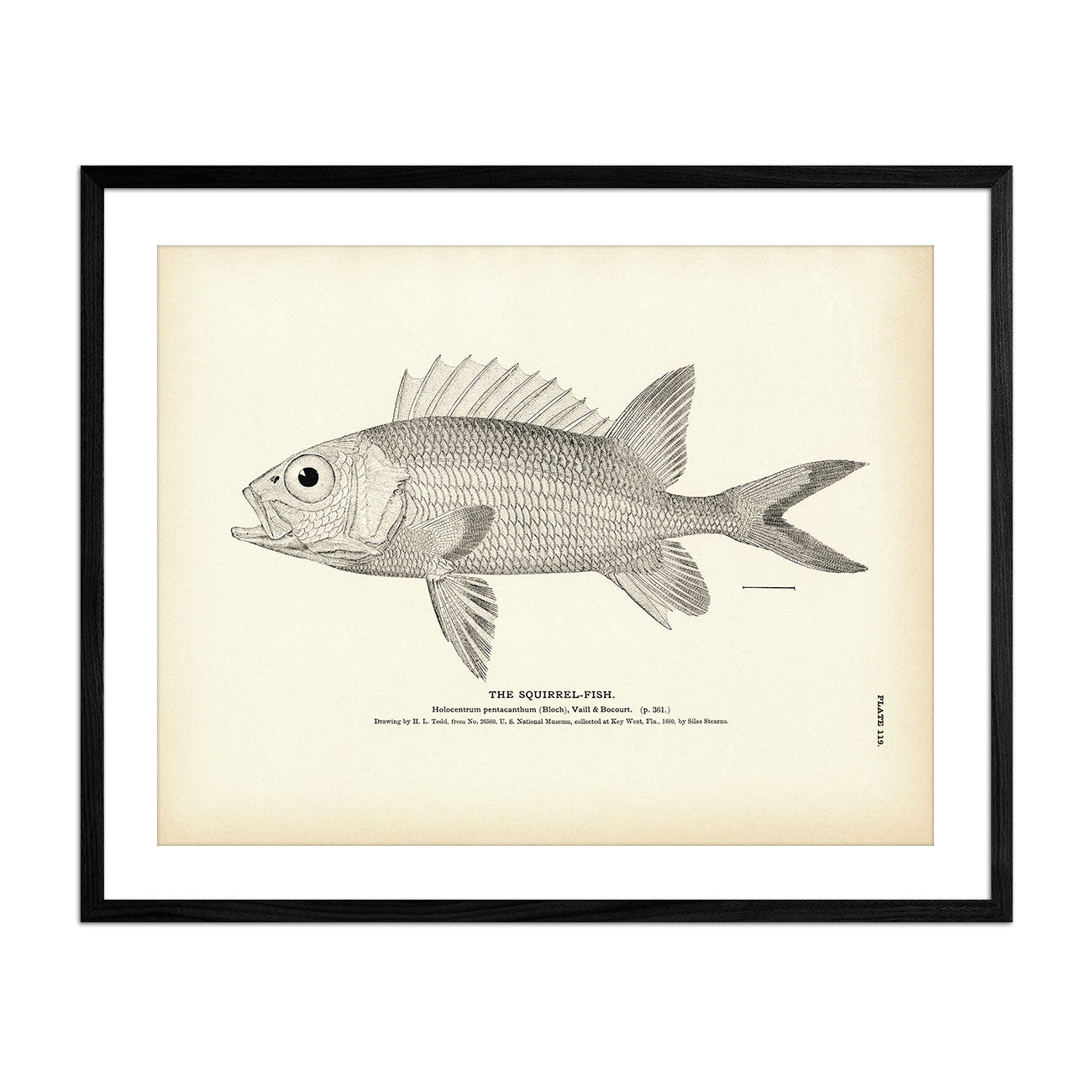 Squirrel - Fish 1 Art Print - Muir Way - Fisheries