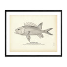 Squirrel - Fish 1 Art Print - Muir Way - Fisheries