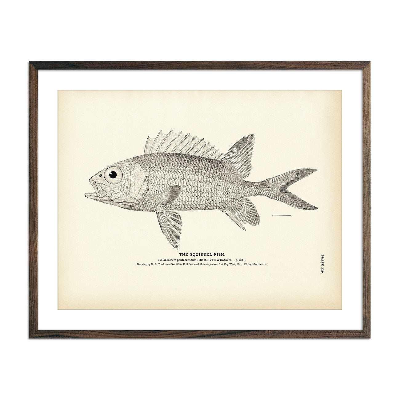 Squirrel - Fish 1 Art Print - Muir Way - Fisheries