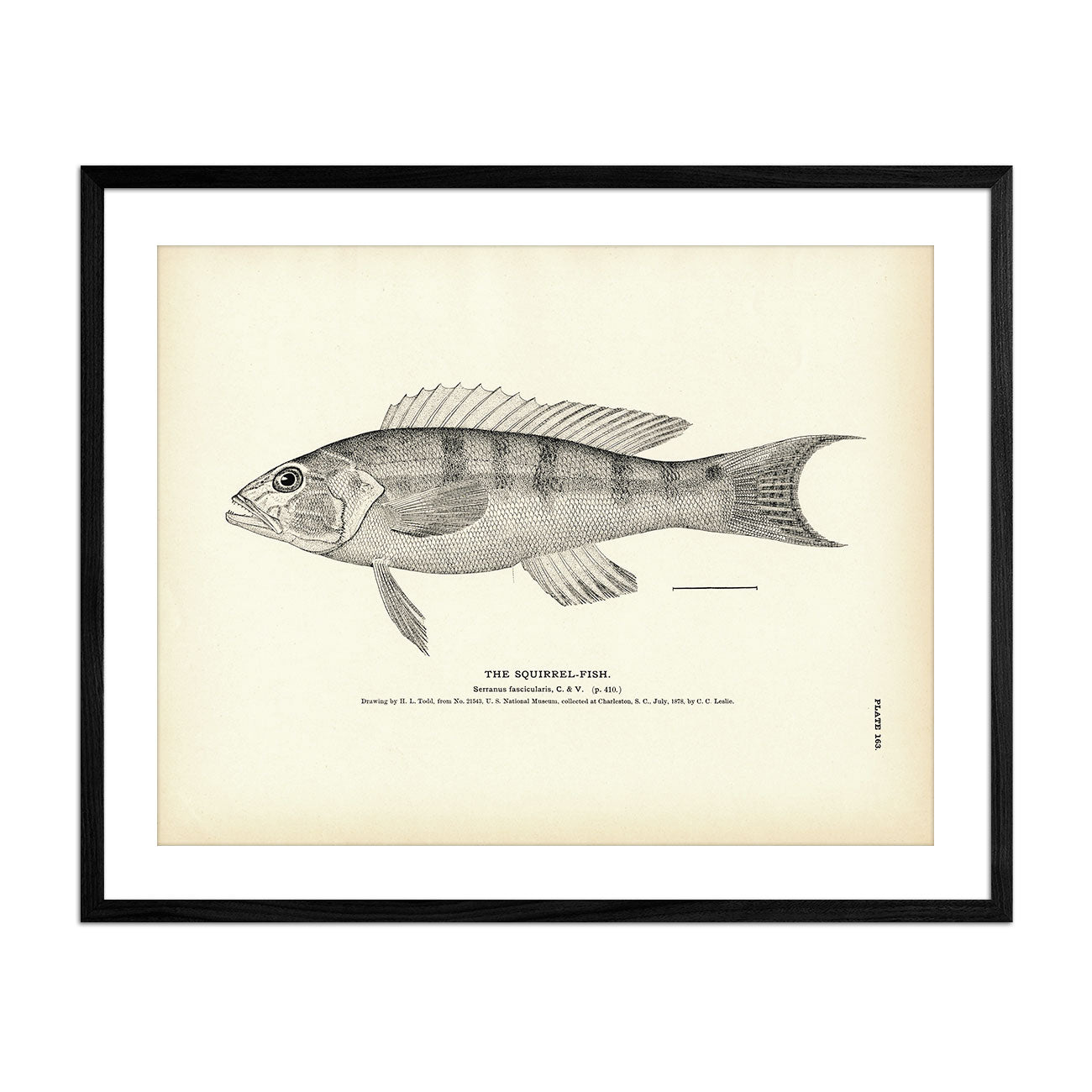 Squirrel - Fish 2 Art Print - Muir Way - Fisheries