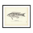 Squirrel - Fish 2 Art Print - Muir Way - Fisheries