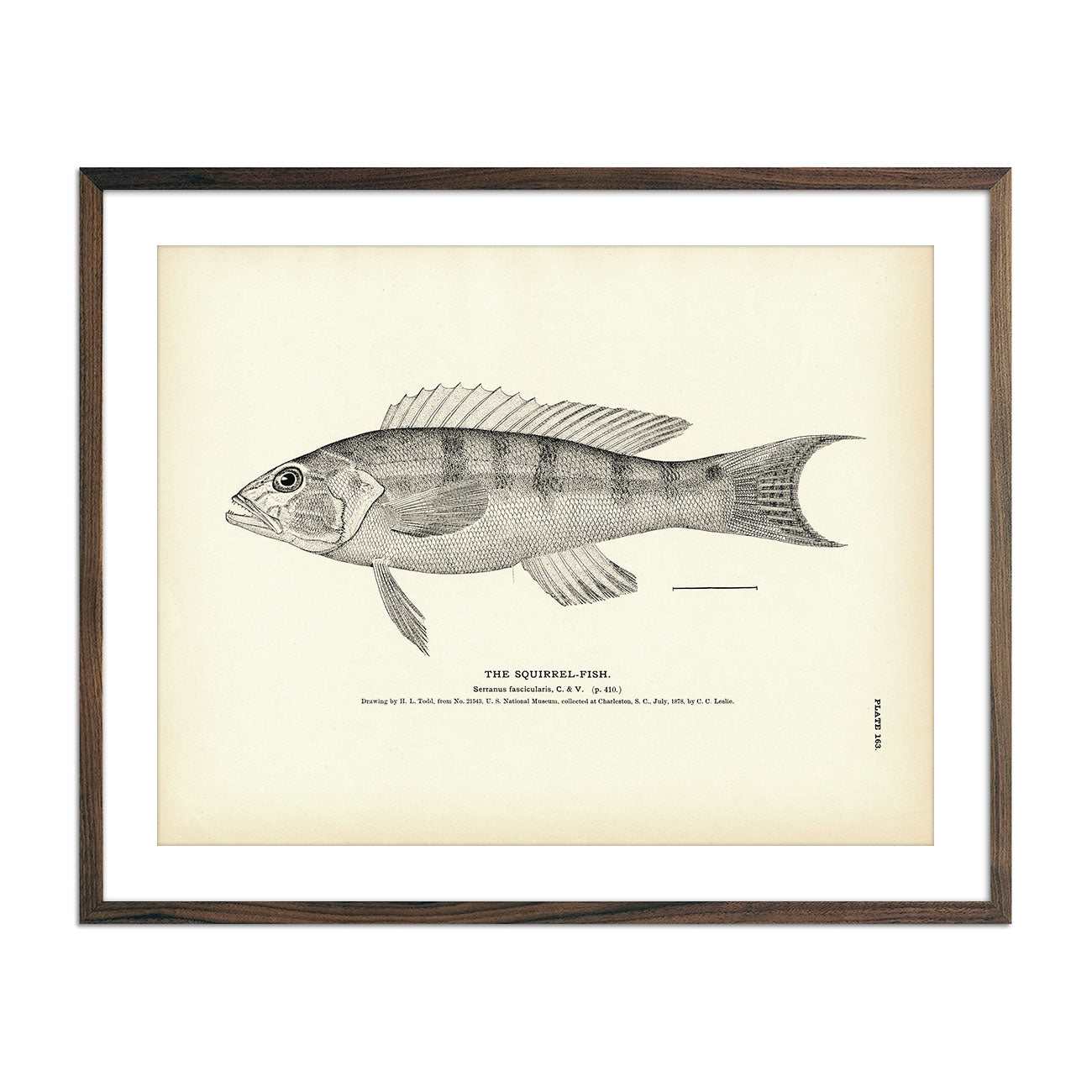 Squirrel - Fish 2 Art Print - Muir Way - Fisheries