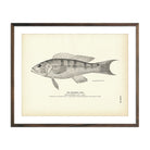 Squirrel - Fish 2 Art Print - Muir Way - Fisheries