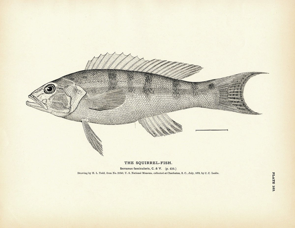 Squirrel - Fish 2 Art Print - Muir Way - Fisheries