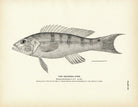 Squirrel - Fish 2 Art Print - Muir Way - Fisheries