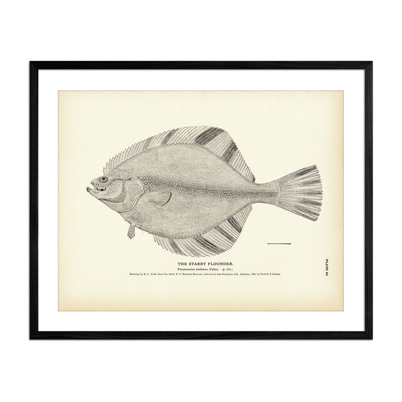 Starry Flounder Art Print - Muir Way - Fisheries