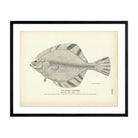 Starry Flounder Art Print - Muir Way - Fisheries