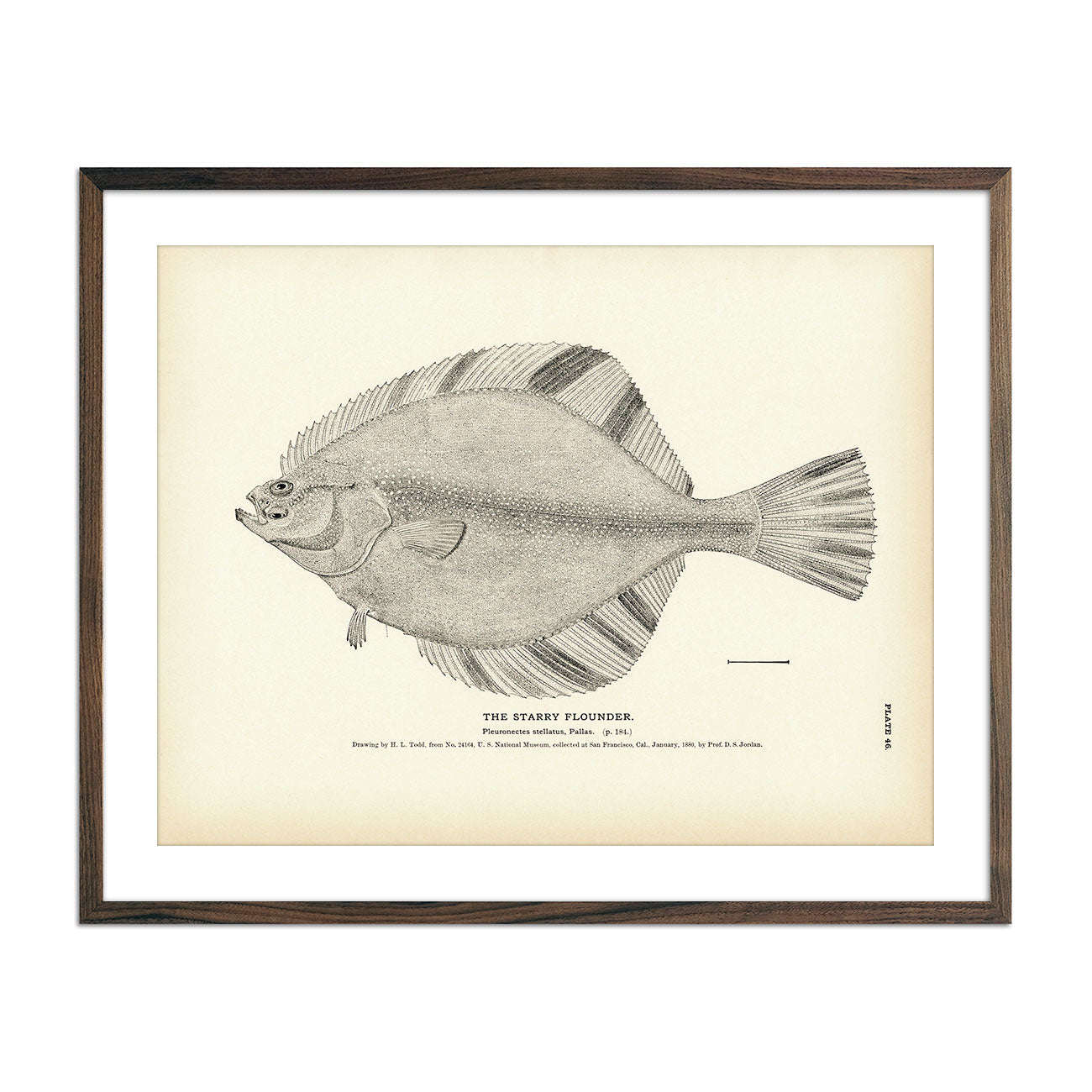 Starry Flounder Art Print - Muir Way - Fisheries