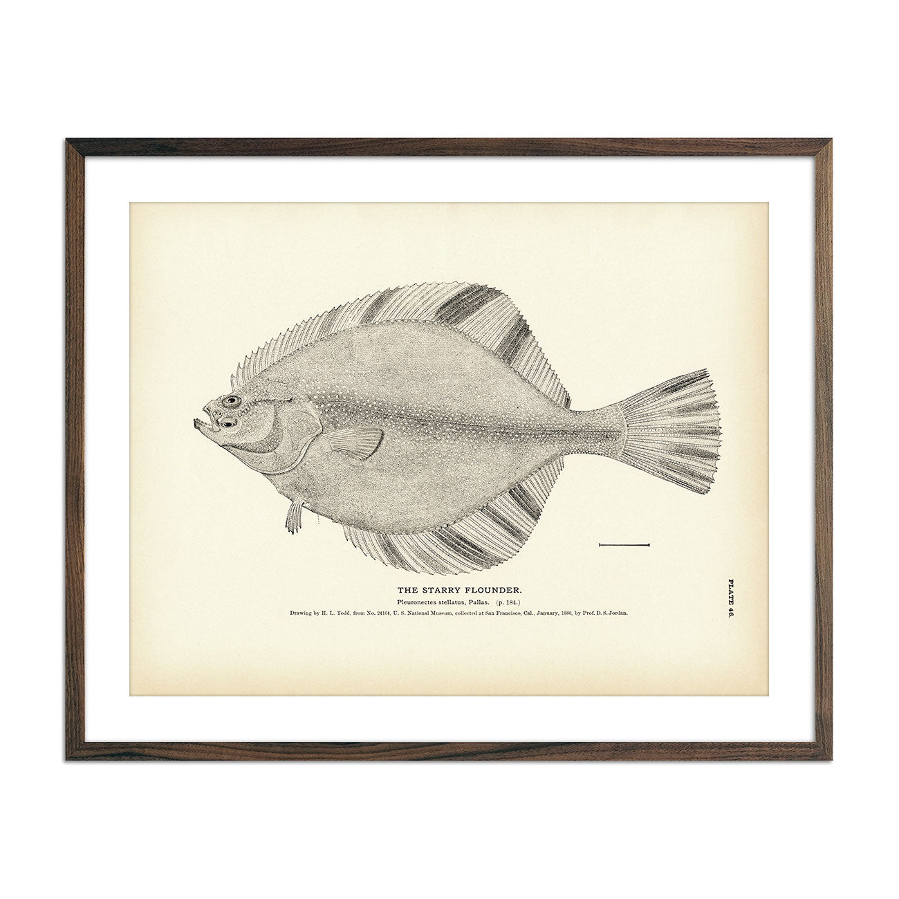 Vintage Starry Flounder fish print