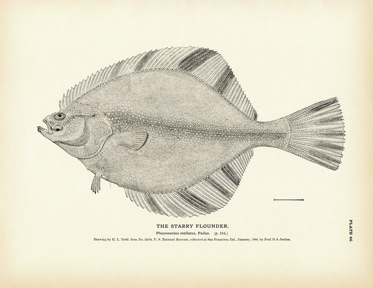 Starry Flounder Art Print - Muir Way - Fisheries