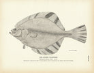 Starry Flounder Art Print - Muir Way - Fisheries