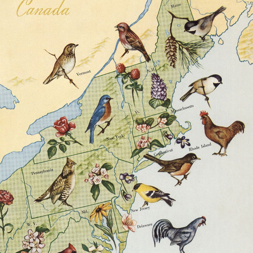 State Birds and Flowers of USA Map - 1965 - Muir Way - Vintage Map