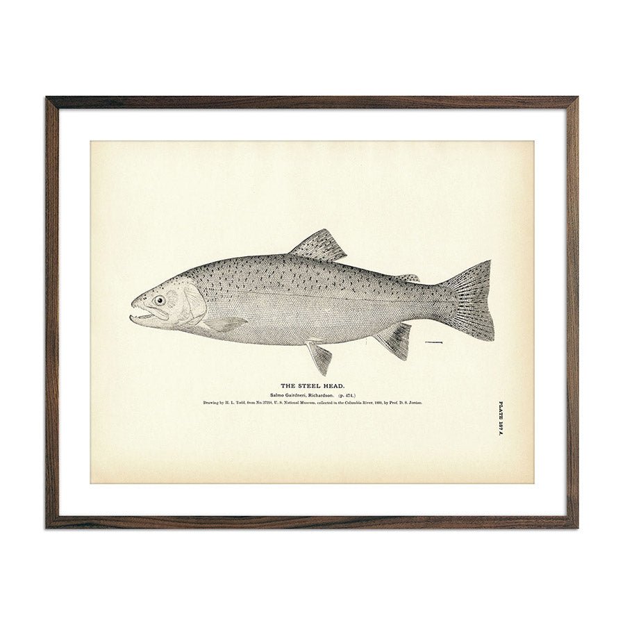 Steel Head Art Print - Muir Way - Fisheries