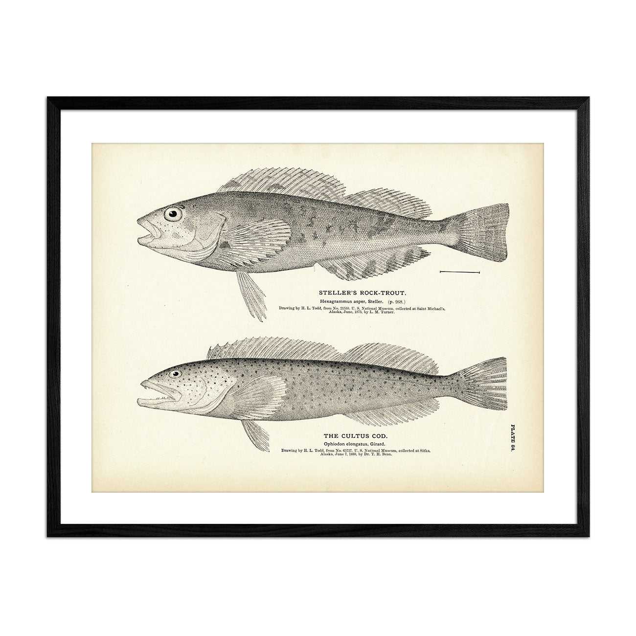 Steller's Rock - Trout and Cultus Cod Art Print - Muir Way - Fisheries