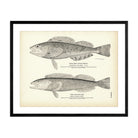 Steller's Rock - Trout and Cultus Cod Art Print - Muir Way - Fisheries