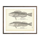 Steller's Rock - Trout and Cultus Cod Art Print - Muir Way - Fisheries