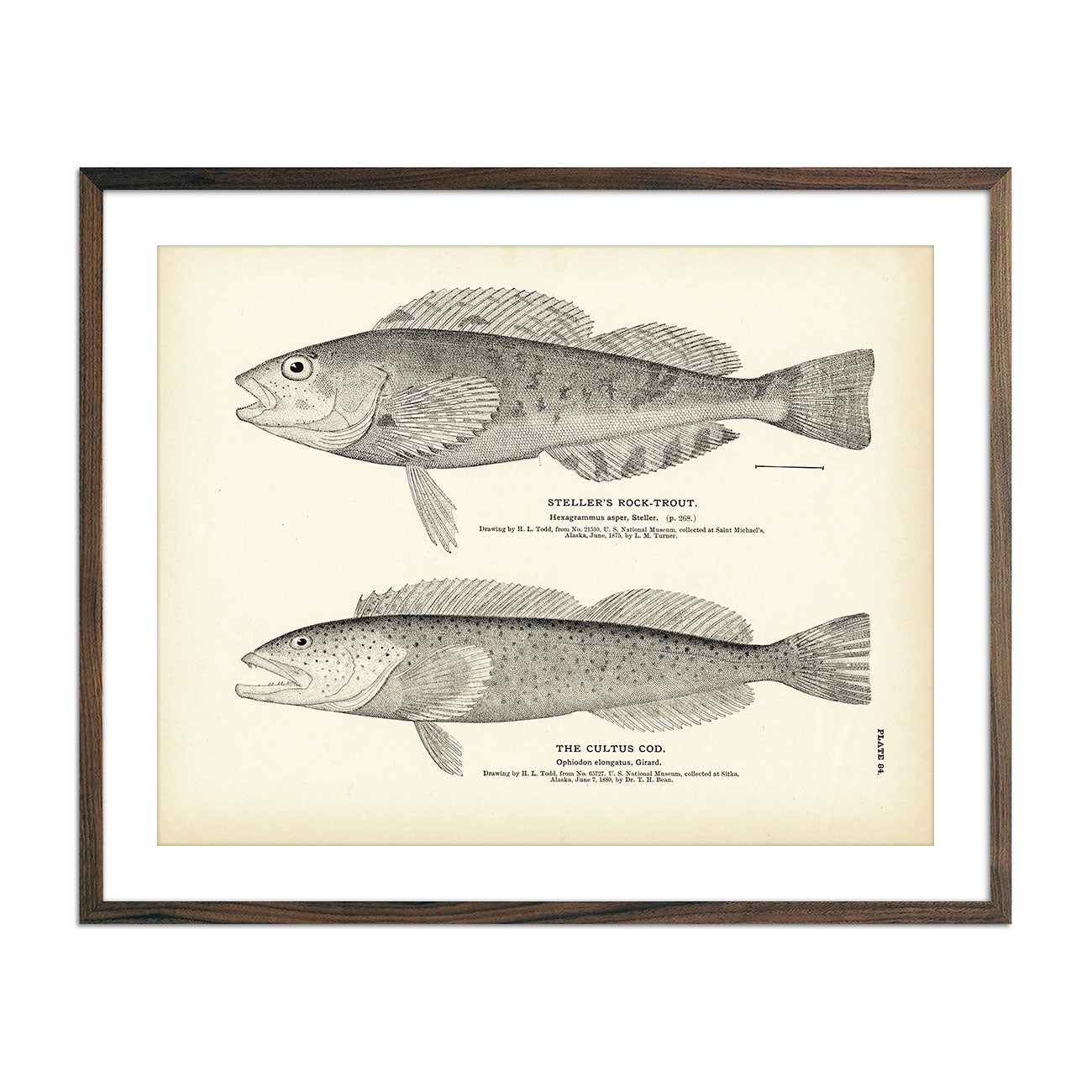 Steller's Rock - Trout and Cultus Cod Art Print - Muir Way - Fisheries