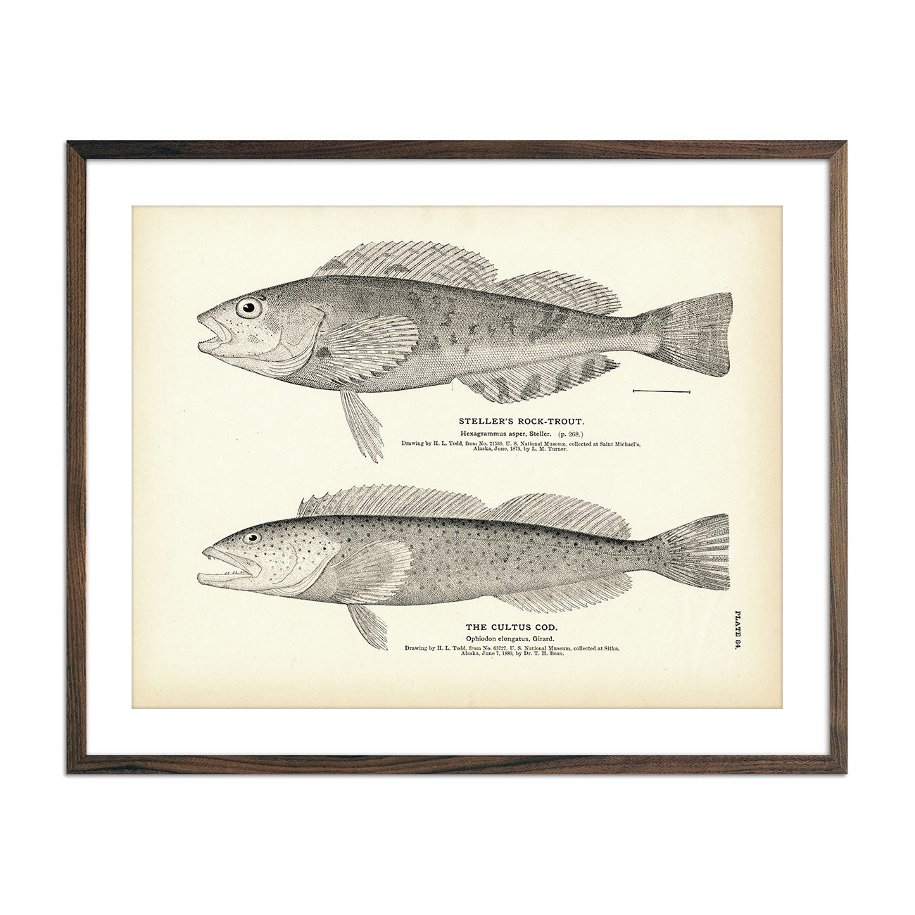Vintage Steller's Rock-Trout and Cultus Cod fish print
