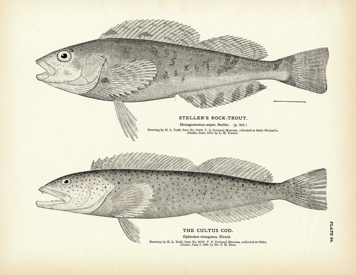 Steller's Rock - Trout and Cultus Cod Art Print - Muir Way - Fisheries