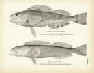 Steller's Rock - Trout and Cultus Cod Art Print - Muir Way - Fisheries