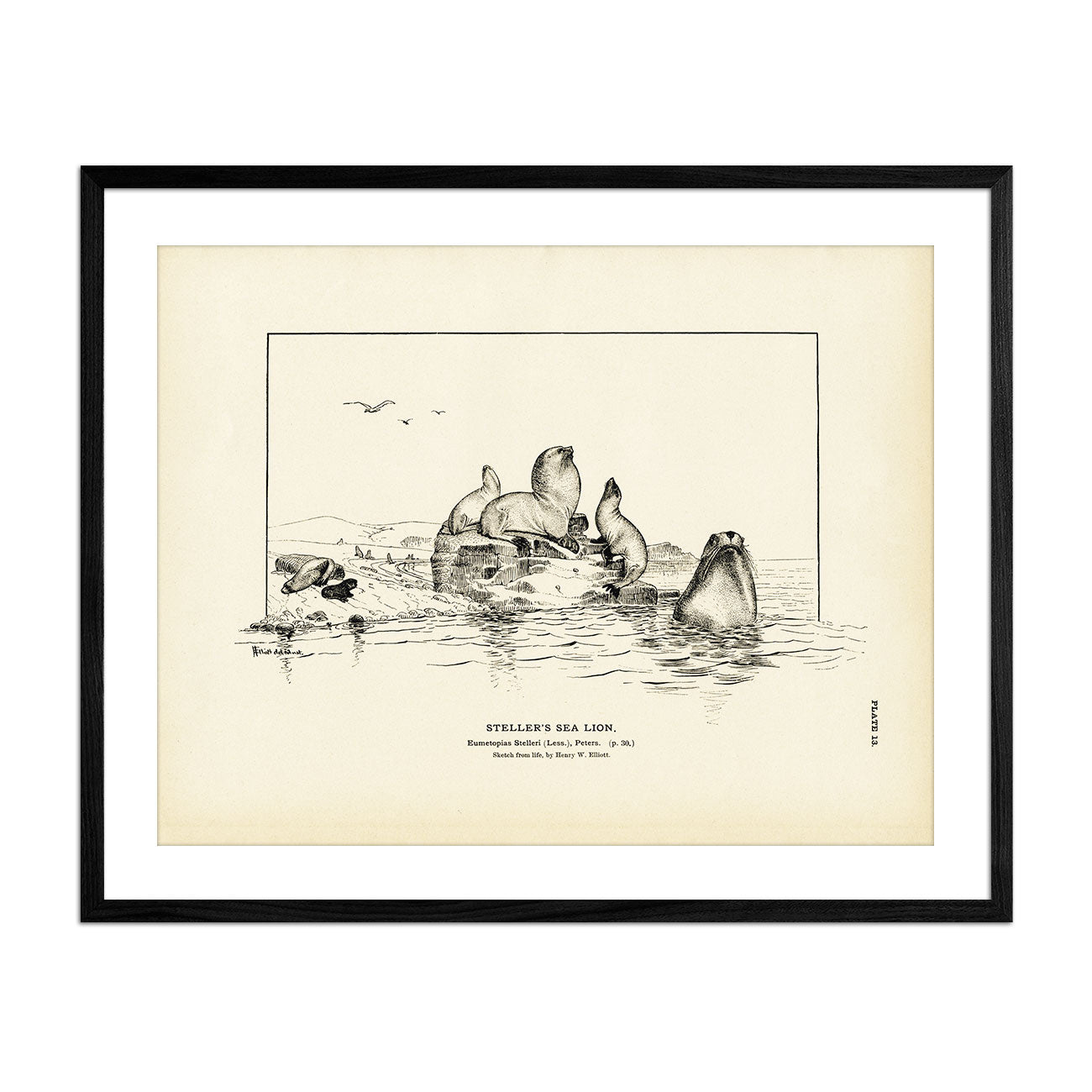 Steller's Sea Lion Art Print - Muir Way - Fisheries