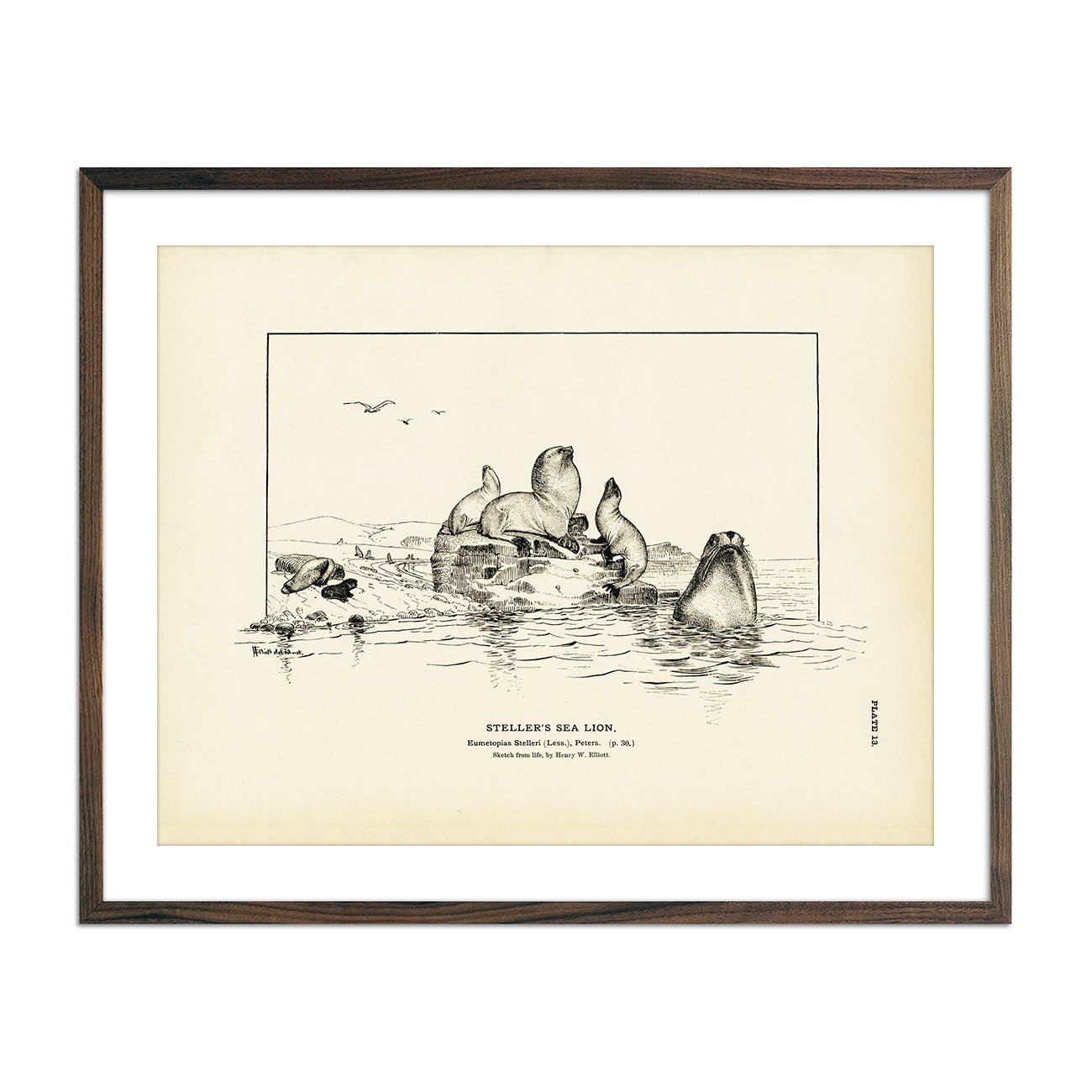 Steller's Sea Lion Art Print - Muir Way - Fisheries