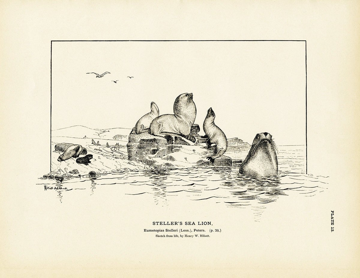 Steller's Sea Lion Art Print - Muir Way - Fisheries
