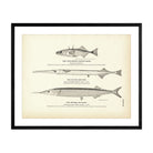 Two - Spined Stickle - Back, Silver Gar - Fish, and Skipper (Saury) Art Print - Muir Way - Fisheries