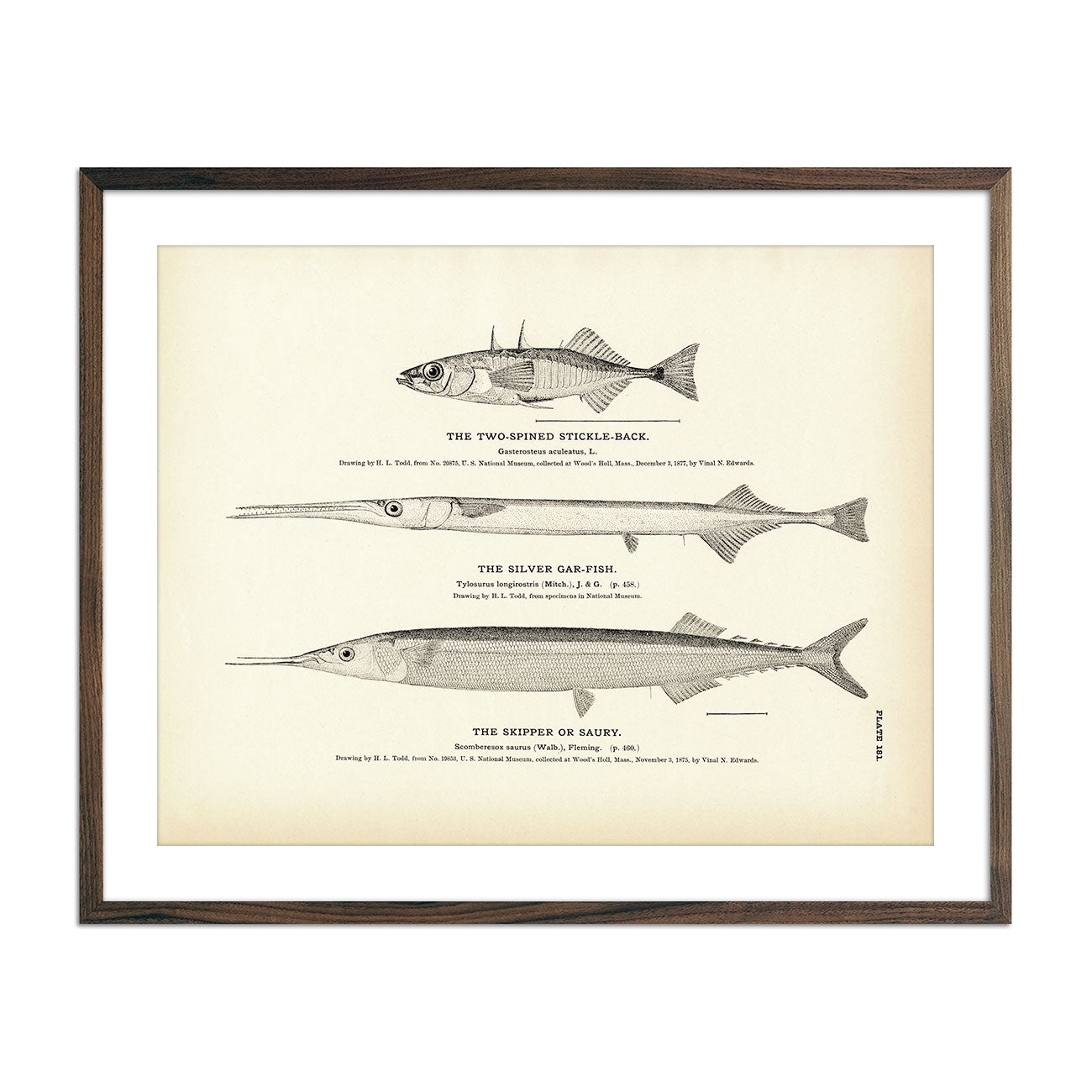 Two - Spined Stickle - Back, Silver Gar - Fish, and Skipper (Saury) Art Print - Muir Way - Fisheries