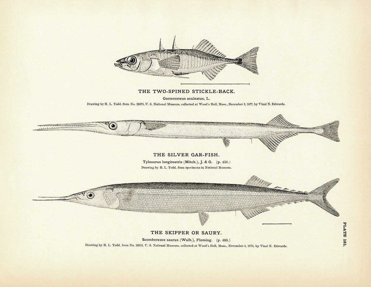 Two - Spined Stickle - Back, Silver Gar - Fish, and Skipper (Saury) Art Print - Muir Way - Fisheries