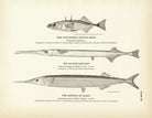 Two - Spined Stickle - Back, Silver Gar - Fish, and Skipper (Saury) Art Print - Muir Way - Fisheries