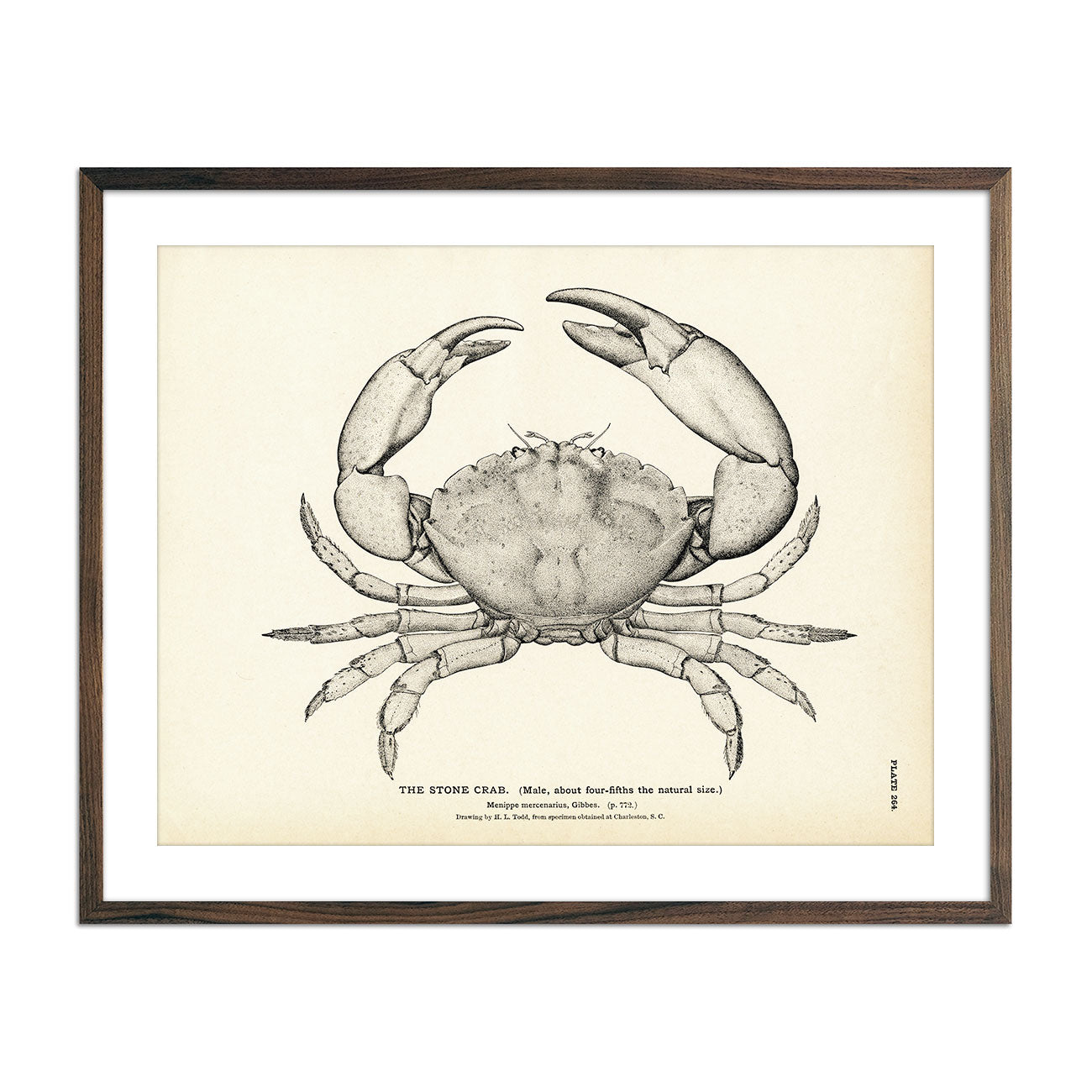 Stone Crab Art Print - Muir Way - Fisheries