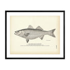 Striped Bass (Rockfish) Art Print - Muir Way - Fisheries