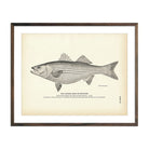 Striped Bass (Rockfish) Art Print - Muir Way - Fisheries